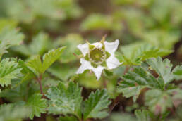 Arunachal plant (Rubus)