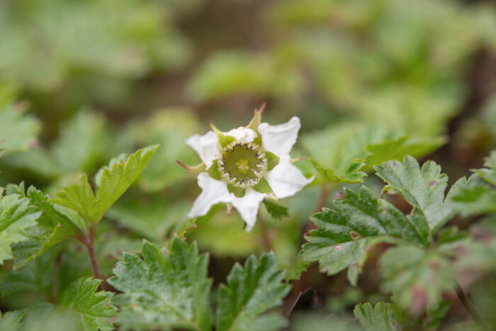 Arunachal plant (Rubus)