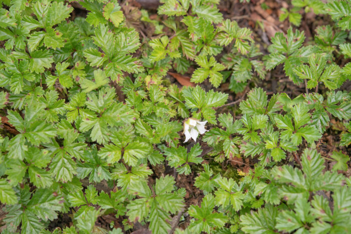 Arunachal plant (Rubus)