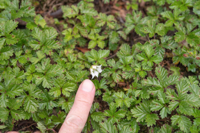 Arunachal plant (Rubus)