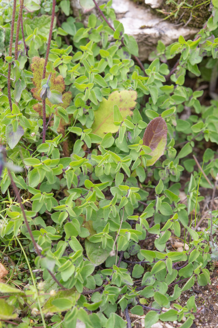 Codonopsis bhutanica