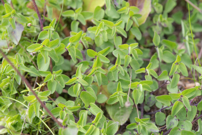 Codonopsis bhutanica