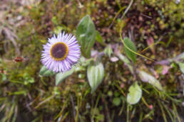 Arunachal plant (Astereae)