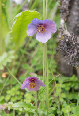 Meconopsis ludlowii