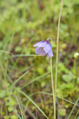 Meconopsis ludlowii