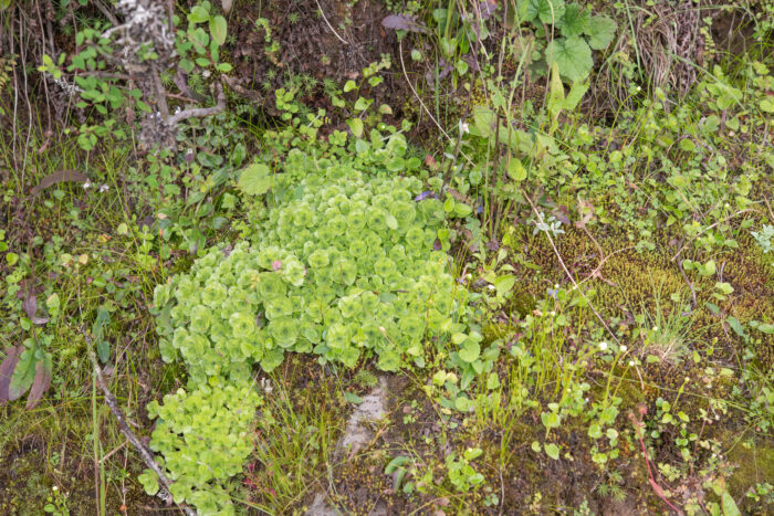 Arunachal plant (Gentiana)