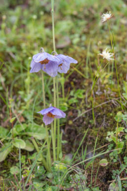 Meconopsis ludlowii