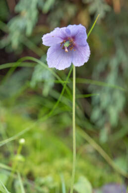 Meconopsis ludlowii