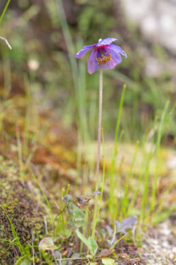 Meconopsis ludlowii