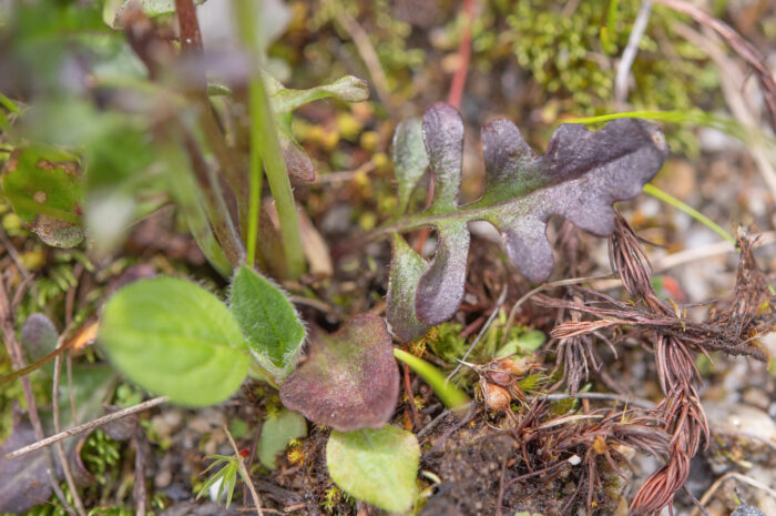 Meconopsis ludlowii