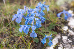 Arunachal plant (Corydalis)