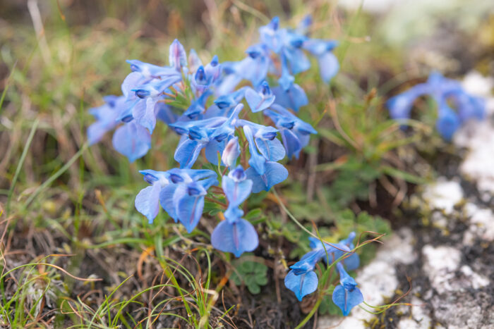 Arunachal plant (Corydalis)