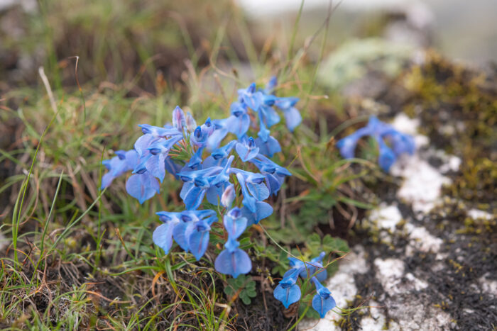 Arunachal plant (Corydalis)