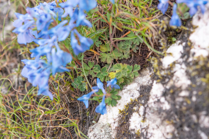 Arunachal plant (Corydalis)