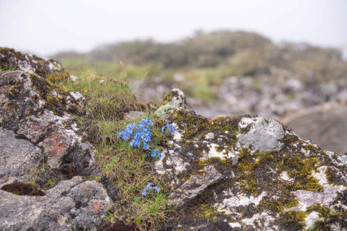 Arunachal plant (Corydalis)