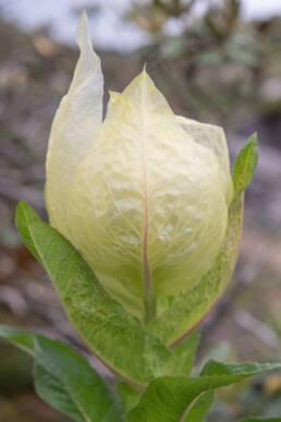 Brahma Kamal (Saussurea obvallata)