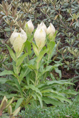 Brahma Kamal (Saussurea obvallata)