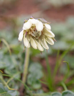 Oreoseris nivea