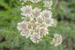 Arunachal plant (Hymenidium)