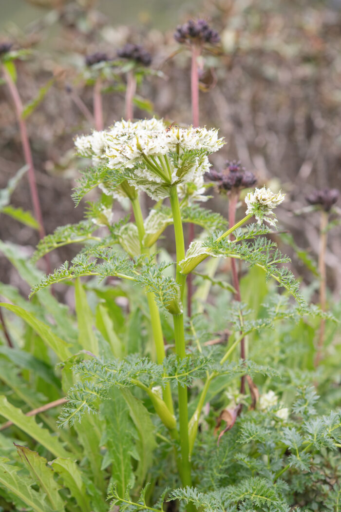 Arunachal plant (Hymenidium)