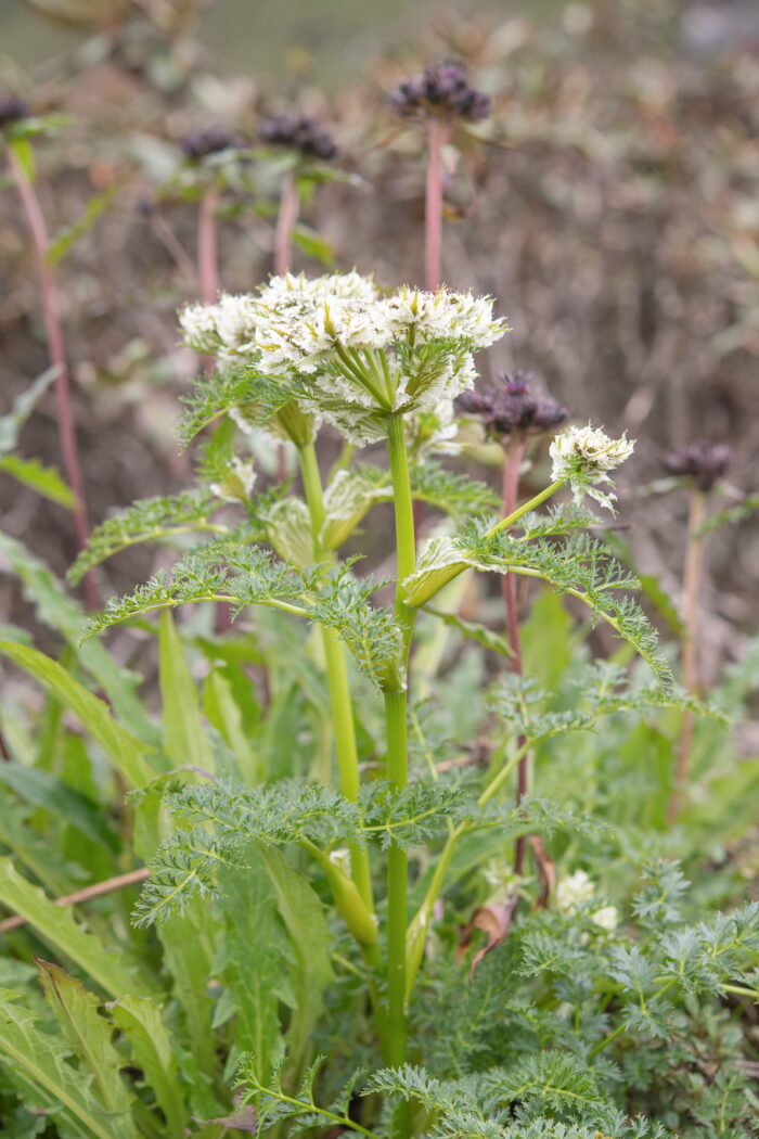 Arunachal plant (Hymenidium)