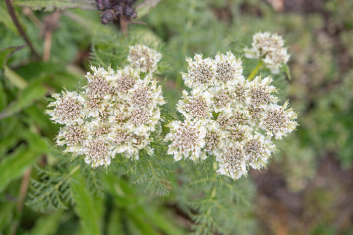 Arunachal plant (Hymenidium)