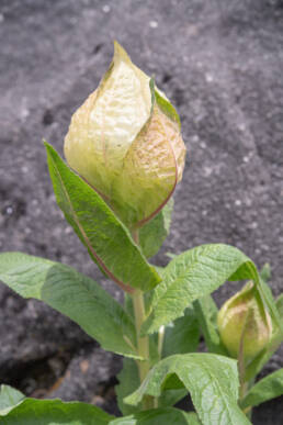 Brahma Kamal (Saussurea obvallata)