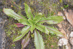 Saussurea conaensis