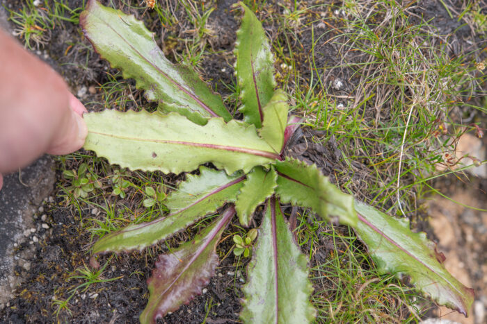 Saussurea conaensis