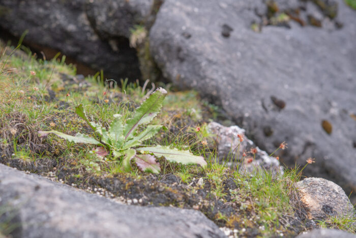 Saussurea conaensis