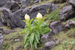 Brahma Kamal (Saussurea obvallata)