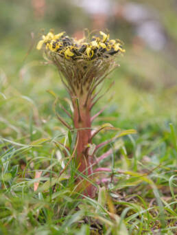 Soroseris hookeriana