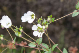 Arunachal plant (Odontostemma)