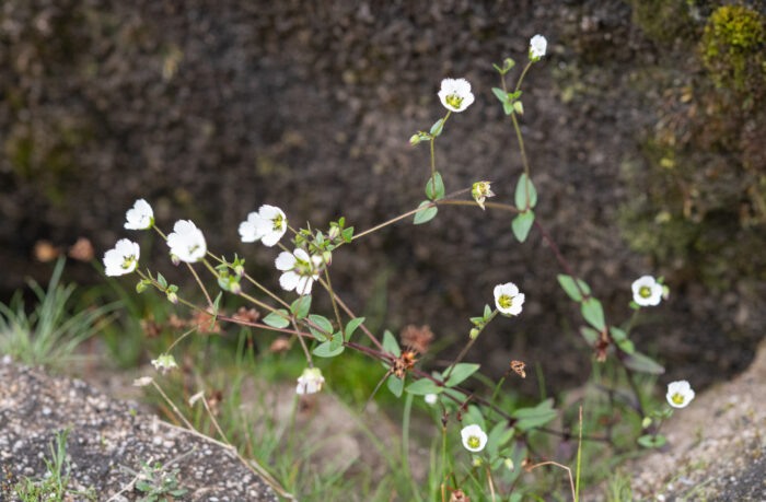 Arunachal plant (Odontostemma)