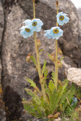 Meconopsis sinuata