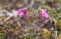 Arunachal plant (Pedicularis)