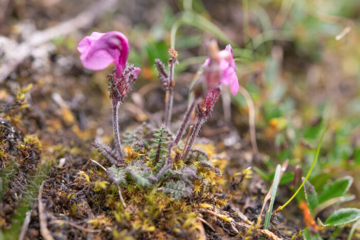 Arunachal plant (Pedicularis)