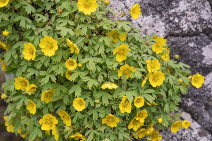 Arunachal plant (Potentilla)