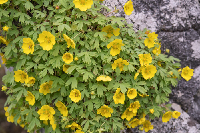 Arunachal plant (Potentilla)