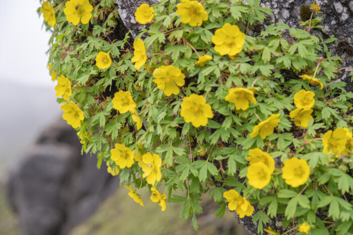 Arunachal plant (Potentilla)