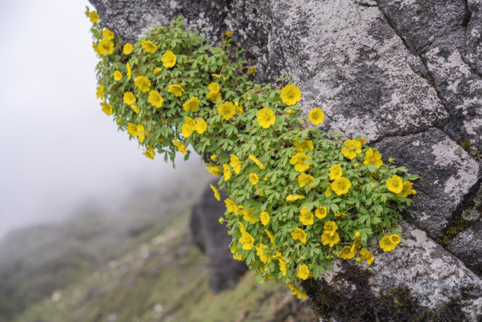 Arunachal plant (Potentilla)