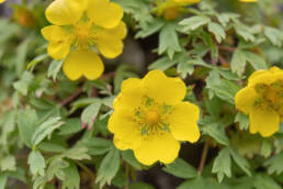 Arunachal plant (Potentilla)