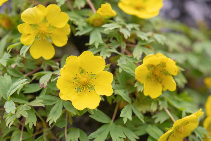 Arunachal plant (Potentilla)