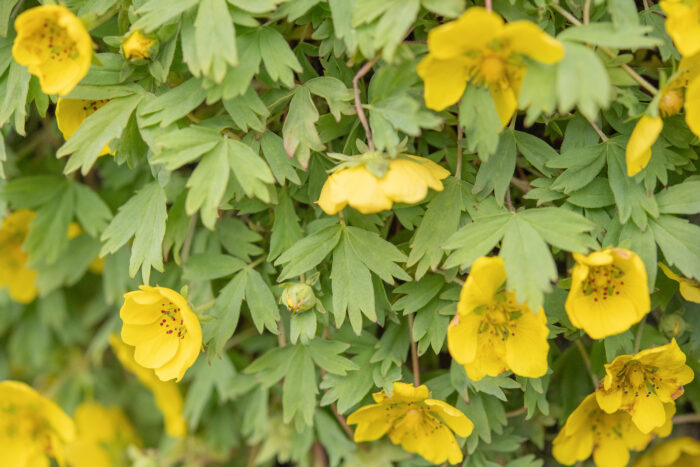 Arunachal plant (Potentilla)