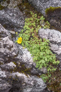 Arunachal plant (Potentilla)