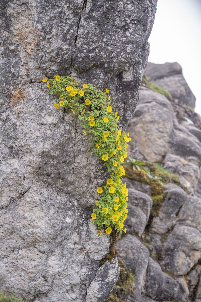 Arunachal plant (Potentilla)