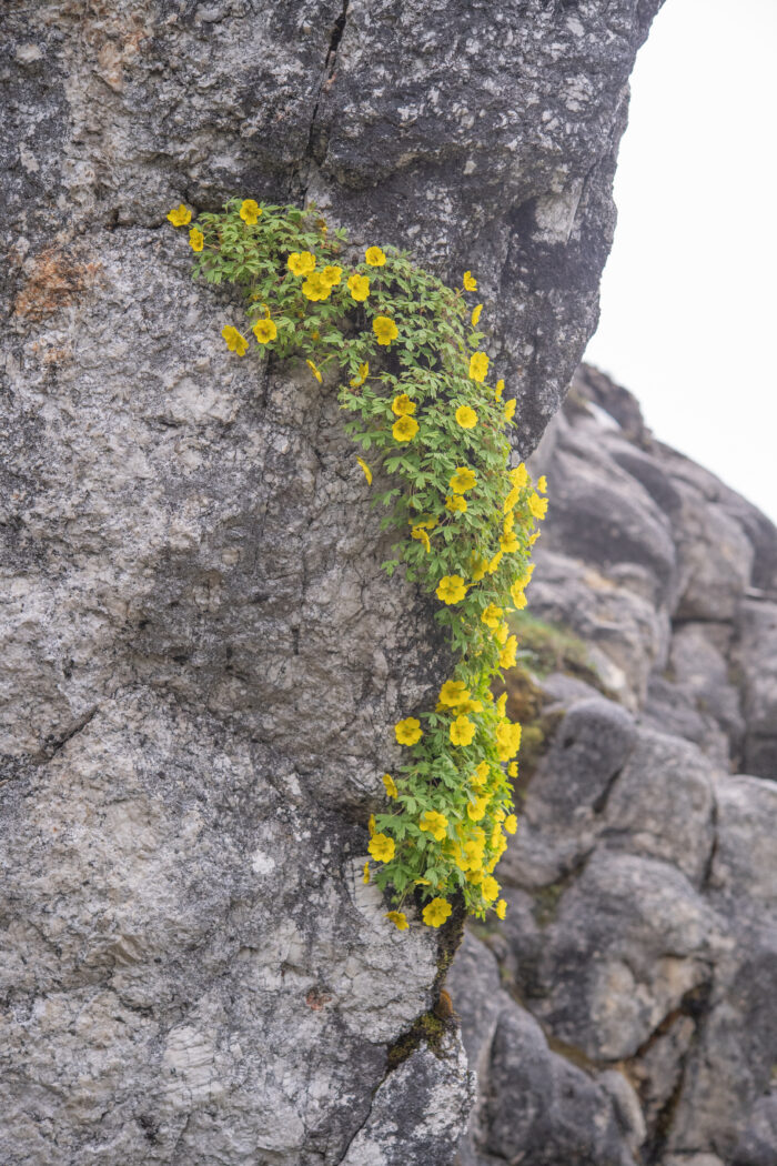 Arunachal plant (Potentilla)