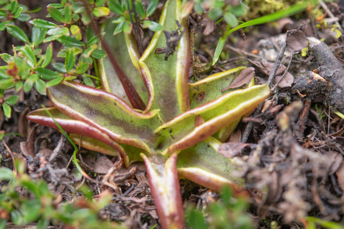 Alpine Butterwort (Pinguicula alpina)