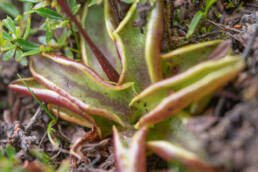 Alpine Butterwort (Pinguicula alpina)