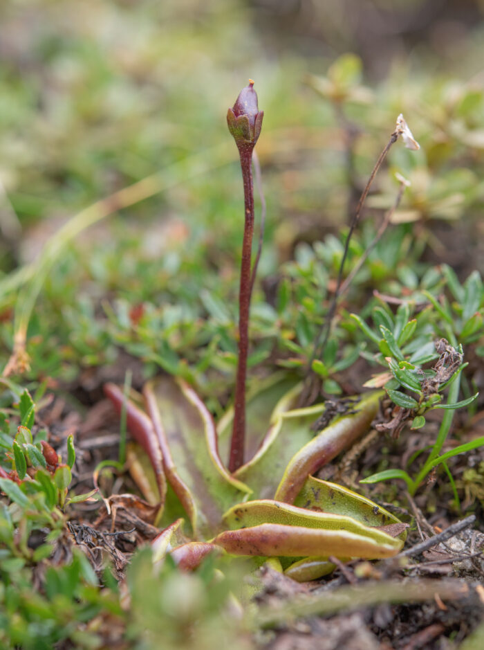 Alpine Butterwort (Pinguicula alpina)